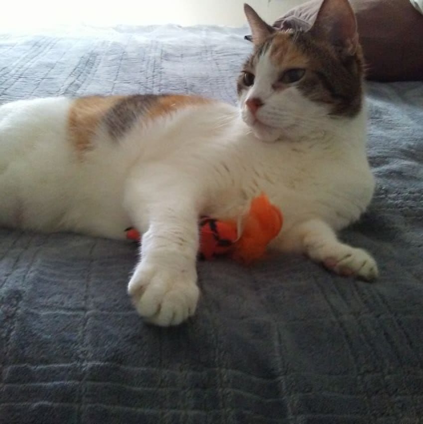 Readers pet photos